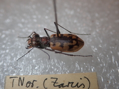 Cephalota circumdata imperialis