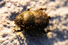 Onthophagus fracticornis