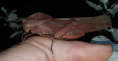 Lobosceliana