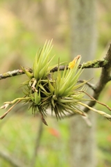 Tillandsia loliacea