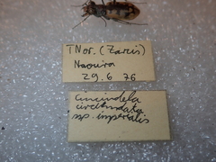 Cephalota circumdata imperialis