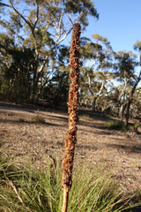 Xanthorrhoea caespitosa