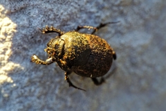 Onthophagus fracticornis