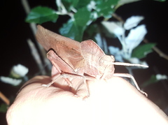 Lobosceliana