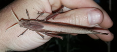Lobosceliana