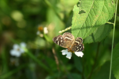 Anthanassa drusilla