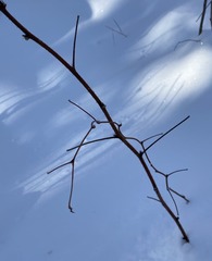 Rubus idaeus strigosus