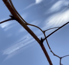 Rubus idaeus strigosus