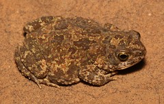 Poyntonophrynus fenoulheti