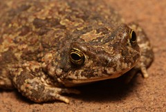 Poyntonophrynus fenoulheti