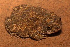 Poyntonophrynus fenoulheti