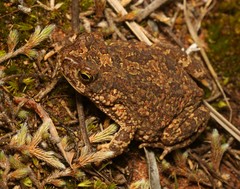 Poyntonophrynus fenoulheti