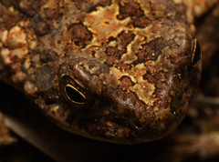 Poyntonophrynus fenoulheti