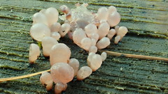 Tremella globispora