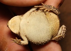 Poyntonophrynus fenoulheti