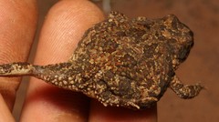 Poyntonophrynus fenoulheti