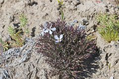 Phlox hoodii canescens