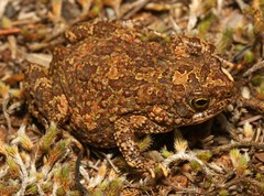 Poyntonophrynus fenoulheti