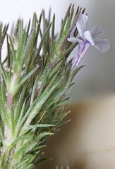 Phlox hoodii canescens