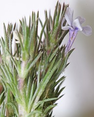 Phlox hoodii canescens