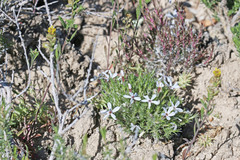 Phlox hoodii canescens