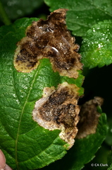 Calycomyza lantanae