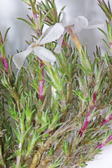 Phlox hoodii canescens