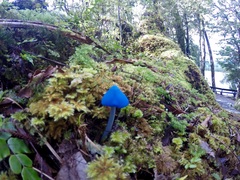 Entoloma hochstetteri