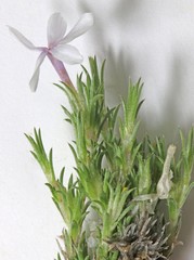 Phlox hoodii canescens