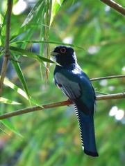 Trogon curucui