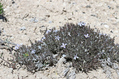 Phlox hoodii canescens