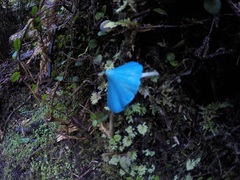 Entoloma hochstetteri