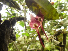 Pleurothallis ruberrima