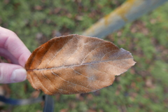 Alnus × spaethii