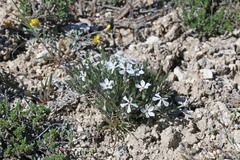 Phlox hoodii canescens