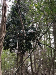 Camellia granthamiana