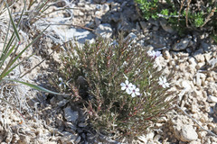 Phlox hoodii canescens