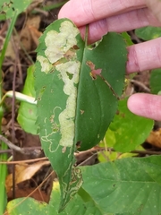 Sumitrosis inaequalis