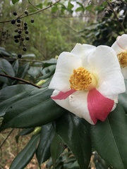 Camellia granthamiana