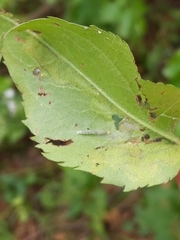 Sumitrosis inaequalis