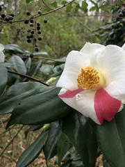Camellia granthamiana