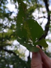 Sumitrosis inaequalis