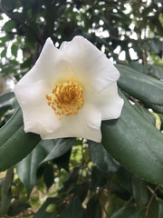 Camellia granthamiana