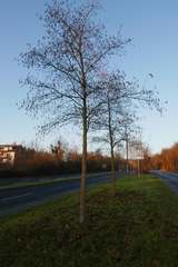 Alnus × spaethii