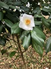 Camellia granthamiana