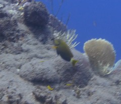 Acanthurus tractus