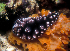 Phyllidiopsis