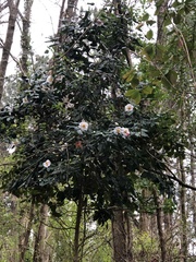 Camellia granthamiana