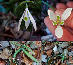 Galanthus reginae-olgae