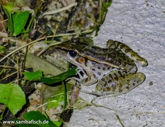 Lithobates brownorum
